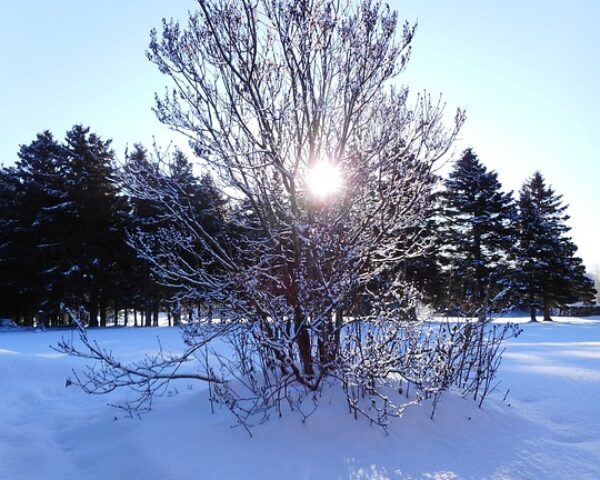 winter-4657200_960_720 winter-4657200_960_720